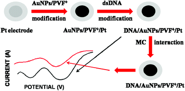 Graphical abstract: Gold nanoparticle/polymer nanocomposite for highly sensitive drug–DNA interaction