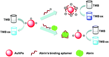 Graphical abstract: Aptamer-based colorimetric biosensing of abrin using catalytic gold nanoparticles