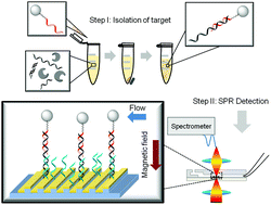 Graphical abstract: Urinary micro-RNA biomarker detection using capped gold nanoslit SPR in a microfluidic chip
