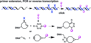 Graphical abstract: Azide and trans-cyclooctene dUTPs: incorporation into DNA probes and fluorescent click-labelling