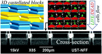 Graphical abstract: Dielectrophoretic isolation of cells using 3D microelectrodes featuring castellated blocks