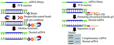 Graphical abstract: Comparison of the methods for generating single-stranded DNA in SELEX