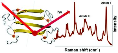Graphical abstract: Exploring the structure and formation mechanism of amyloid fibrils by Raman spectroscopy: a review