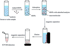 Graphical abstract: Restricted accessed nanoparticles for direct magnetic solid phase extraction of trace metal ions from human fluids followed by inductively coupled plasma mass spectrometry detection