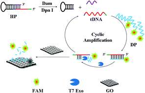 Graphical abstract: A sensitive strategy for the fluorescence detection of DNA methyltransferase activity based on the graphene oxide platform and T7 exonuclease-assisted cyclic signal amplification