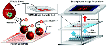 Graphical abstract: Single-step bioassays in serum and whole blood with a smartphone, quantum dots and paper-in-PDMS chips