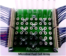Graphical abstract: A paper-based microbial fuel cell array for rapid and high-throughput screening of electricity-producing bacteria