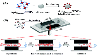 Graphical abstract: A combination of positive dielectrophoresis driven on-line enrichment and aptamer-fluorescent silica nanoparticle label for rapid and sensitive detection of Staphylococcus aureus