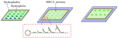 Graphical abstract: A microfabrication-free nanoliter droplet array for nucleic acid detection combined with isothermal amplification