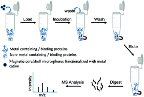 Graphical abstract: Selective enrichment of metal-binding proteins based on magnetic core/shell microspheres functionalized with metal cations