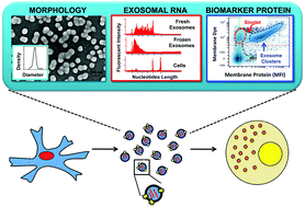 Graphical abstract: Exosomes: improved methods to characterize their morphology, RNA content, and surface protein biomarkers
