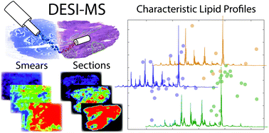 Graphical abstract: Characteristic lipid profiles of canine non-Hodgkin's lymphoma from surgical biopsy tissue sections and fine needle aspirate smears by desorption electrospray ionization – mass spectrometry