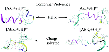 Graphical abstract: Effects of charge states, charge sites and side chain interactions on conformational preferences of a series of model peptide ions