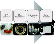 Graphical abstract: Non-instrumented DNA isolation, amplification and microarray-based hybridization for a rapid on-site detection of devastating Phytophthora kernoviae