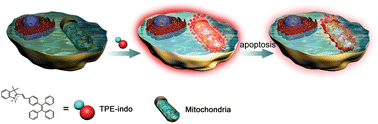 Graphical abstract: Old is new again: a chemical probe for targeting mitochondria and monitoring mitochondrial membrane potential in cells