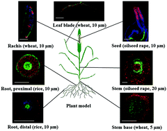 Graphical abstract: High resolution mass spectrometry imaging of plant tissues: towards a plant metabolite atlas