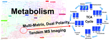 Graphical abstract: Multi-matrix, dual polarity, tandem mass spectrometry imaging strategy applied to a germinated maize seed: toward mass spectrometry imaging of an untargeted metabolome