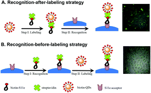 Graphical abstract: A recognition-before-labeling strategy for sensitive detection of lung cancer cells with a quantum dot–aptamer complex
