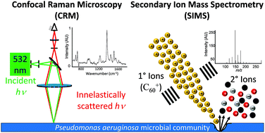 Graphical abstract: Multimodal chemical imaging of molecular messengers in emerging Pseudomonas aeruginosa bacterial communities