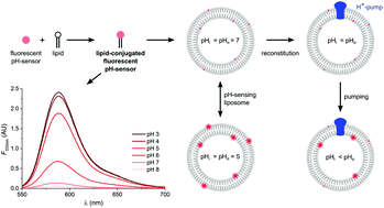Graphical abstract: Lipid-conjugated fluorescent pH sensors for monitoring pH changes in reconstituted membrane systems