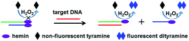 Graphical abstract: Strand displacement activated peroxidase activity of hemin for fluorescent DNA sensing