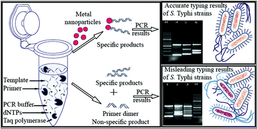 Graphical abstract: Metal nanoparticle assisted polymerase chain reaction for strain typing of Salmonella Typhi