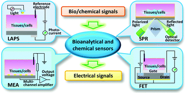 Graphical abstract: Bioanalytical and chemical sensors using living taste, olfactory, and neural cells and tissues: a short review