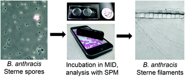 Graphical abstract: Reagent-free and portable detection of Bacillus anthracis spores using a microfluidic incubator and smartphone microscope