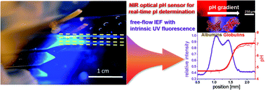Graphical abstract: Label-free microfluidic free-flow isoelectric focusing, pH gradient sensing and near real-time isoelectric point determination of biomolecules and blood plasma fractions