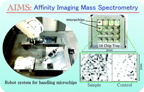 Graphical abstract: Affinity imaging mass spectrometry (AIMS): high-throughput screening for specific small molecule interactions with frozen tissue sections