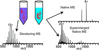 Graphical abstract: New supercharging reagents produce highly charged protein ions in native mass spectrometry