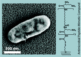 Graphical abstract: Optical biosensors for bacteria detection by a peptidomimetic antimicrobial compound