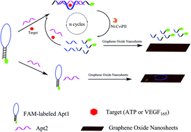 Graphical abstract: Nicking endonuclease-assisted signal amplification of a split molecular aptamer beacon for biomolecule detection using graphene oxide as a sensing platform