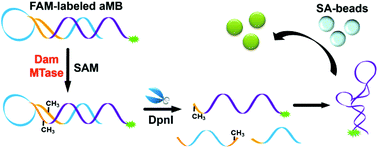 Graphical abstract: Detection of DNA methyltransferase activity using allosteric molecular beacons
