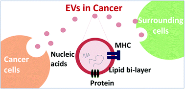 Graphical abstract: Emerging techniques in the isolation and characterization of extracellular vesicles and their roles in cancer diagnostics and prognostics