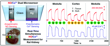 Graphical abstract: Location-dependent sensing of nitric oxide and calcium ions in living rat kidney using an amperometric/potentiometric dual microsensor
