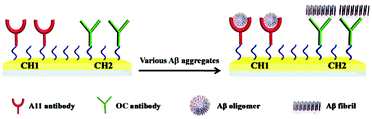 Graphical abstract: Surface plasmon resonance biosensors for simultaneous monitoring of amyloid-beta oligomers and fibrils and screening of select modulators