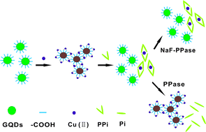 Graphical abstract: A novel fluorescence assay for inorganic pyrophosphatase based on modulated aggregation of graphene quantum dots
