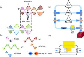 Graphical abstract: Amplification-free in situ KRAS point mutation detection at 60 copies per mL in urine in a background of 1000-fold wild type