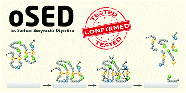 Graphical abstract: Mechanistic investigation of the on-surface enzymatic digestion (oSED) protein adsorption detection method using targeted mass spectrometry