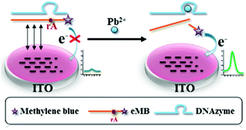 Graphical abstract: An immobilization free DNAzyme based electrochemical biosensor for lead determination