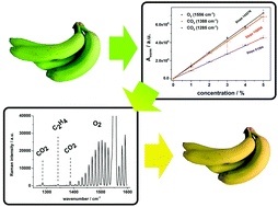Graphical abstract: All-in-one: a versatile gas sensor based on fiber enhanced Raman spectroscopy for monitoring postharvest fruit conservation and ripening