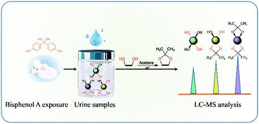 Graphical abstract: Urinary profiling of cis-diol-containing metabolites in rats with bisphenol A exposure by liquid chromatography-mass spectrometry and isotope labeling