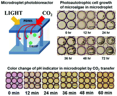Graphical abstract: Microdroplet photobioreactor for the photoautotrophic culture of microalgal cells