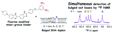Graphical abstract: Simultaneous detection of single-nucleotide polymorphisms in a DNA bulge structure using a fluorine-modified bisbenzimide derivative