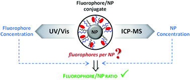Graphical abstract: Determination of the ratio of fluorophore/nanoparticle for fluorescence-labelled nanoparticles