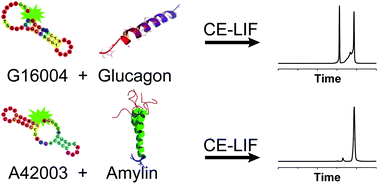 Graphical abstract: Noncompetitive affinity assays of glucagon and amylin using mirror-image aptamers as affinity probes