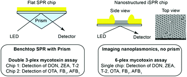 Graphical abstract: Multiplex surface plasmon resonance biosensing and its transferability towards imaging nanoplasmonics for detection of mycotoxins in barley
