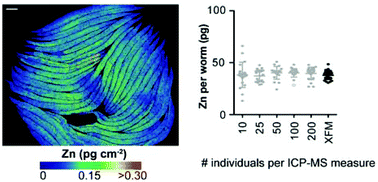 Graphical abstract: Accurate biometal quantification per individual Caenorhabditis elegans