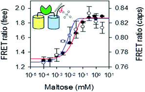Graphical abstract: Encapsulation of FRET-based glucose and maltose biosensors to develop functionalized silica nanoparticles